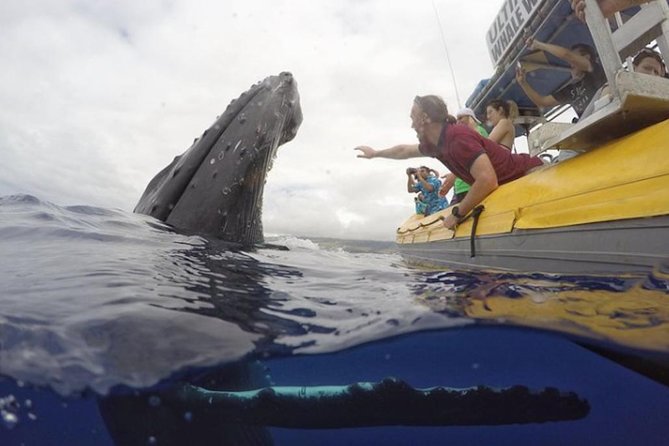 Maui: Ultimate Whale Watch from Lahaina - Tips to Have a Better Whale Watch Day in Lahaina
