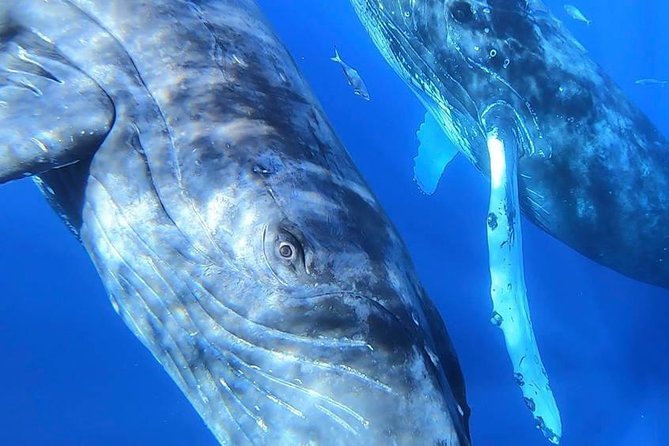 Maui: Ultimate Whale Watch from Lahaina - Should You Book This Lahaina Whale Watch?