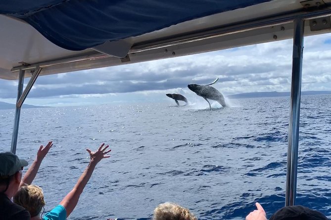 Maui: Ultimate Whale Watch from Lahaina - What the 1.5 to 2 Hour Hunt Feels Like on the Water