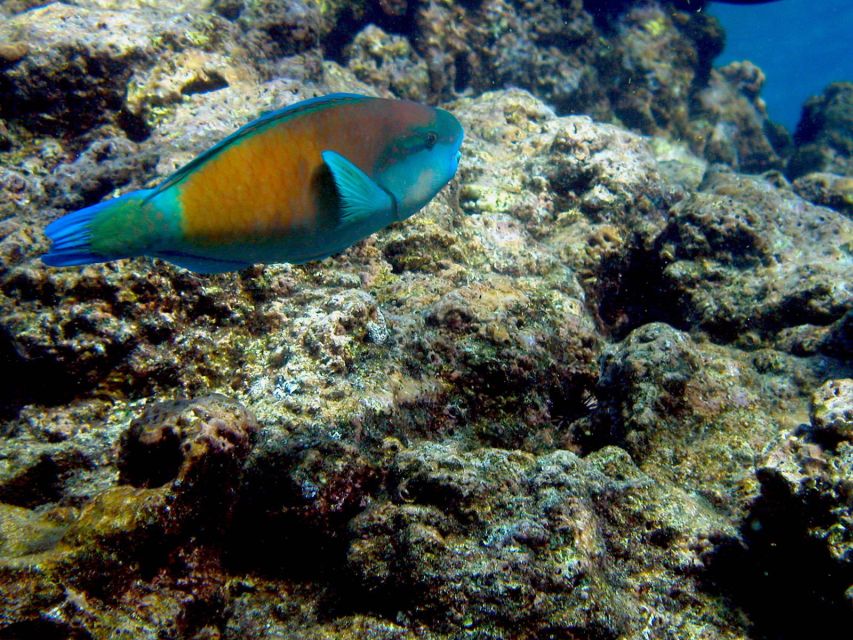 Maui: West Side Discovery Kayak & Snorkel from UKUMEHAME - Key points before you go