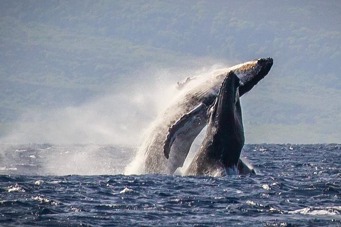 Maui: Whale Watching Cruise with Open Bar from Ka'anapali Beach - Key things that make Sea Maui’s cruise worth it