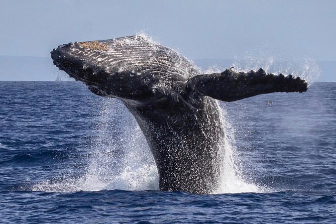 Maui: Whale Watching Cruise with Open Bar from Ka'anapali Beach - Open bar and snacks: a fun 2-hour cruise, not a long day
