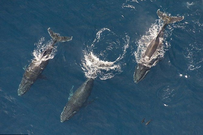 Maui Whale Watching -PRIVATE- Air Tour: (2-5 People): SEE WHALES! - Key Things That Make This Tour Worth It