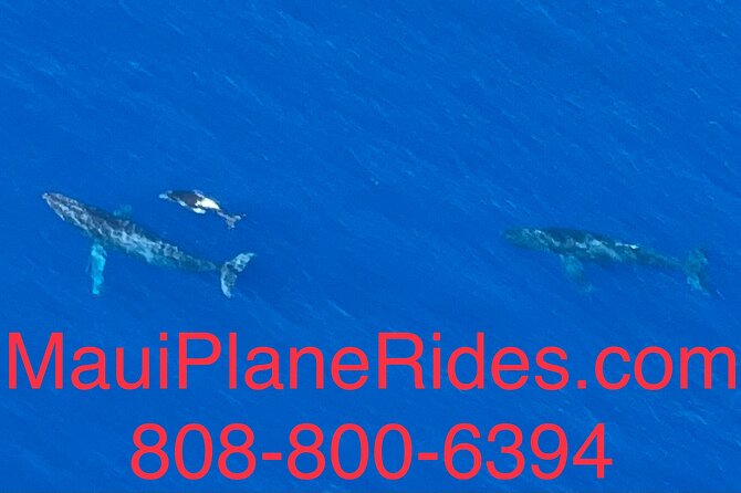 Maui Whale Watching -PRIVATE- Air Tour: (2-5 People): SEE WHALES! - The Window, Photos, and How to Get the Shots You’ll Actually Want