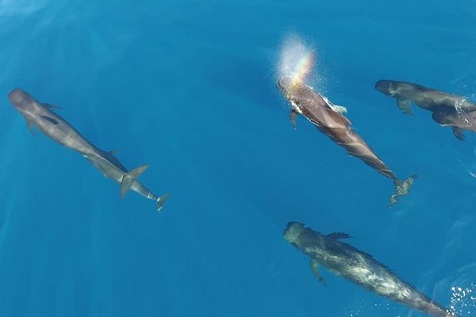 Maui Whale Watching -PRIVATE- Air Tour: (2-5 People): SEE WHALES! - What Changes When You Watch Whales From the Sky