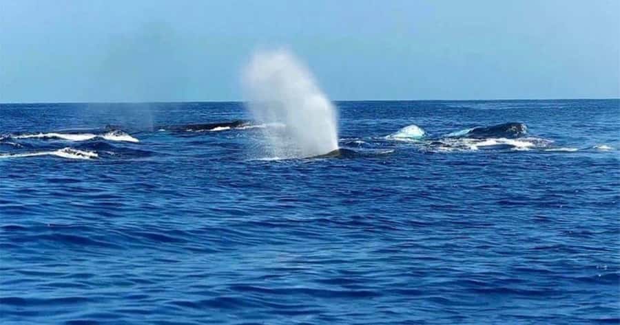 Maui: Whale Watching Tour - 1.5 hours - Key points at a glance