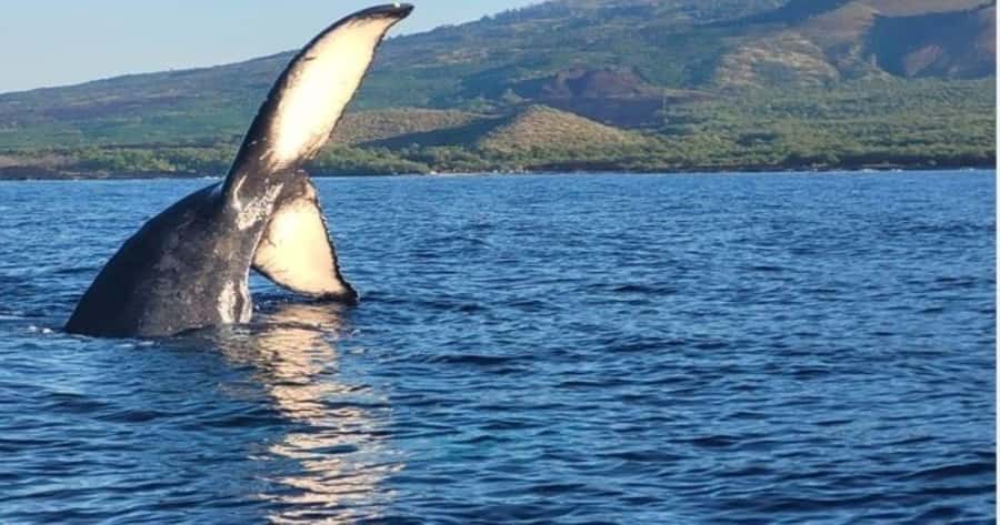 Maui: Whale Watching Tour - 1.5 hours - What a 90-minute whale watch feels like on the water