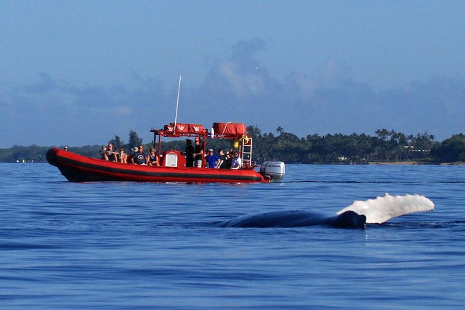 Maui Whale-Watching Tour by Raft from Kihei - Why this Kihei raft whale watch feels different from big-boat tours