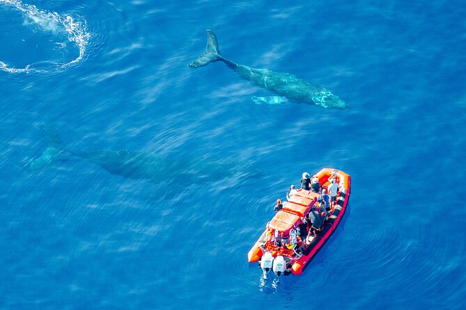 Maui Whale-Watching Tour by Raft from Kihei - Meeting at 2800 S Kihei Rd: how to set yourself up for an easy start