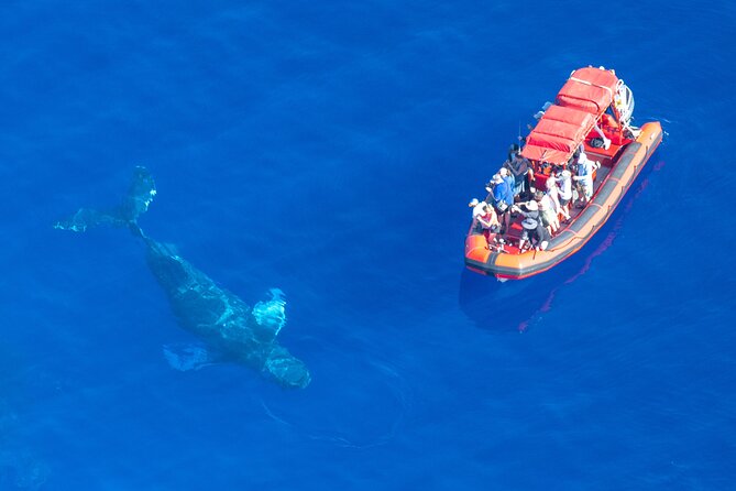 Maui Whale-Watching Tour by Raft from Kihei - The whale hunt: humpbacks up close, plus dolphins and sea turtles