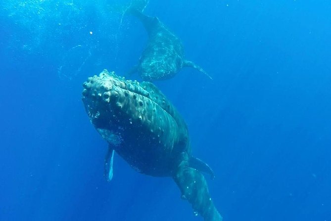 Maui Whale-Watching Tour by Raft from Kihei - Hydrophone whale song: how the tech makes sightings stick