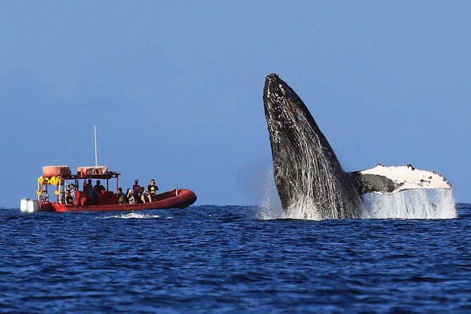 Maui Whale-Watching Tour by Raft from Kihei - The crew and your whale education on a small raft