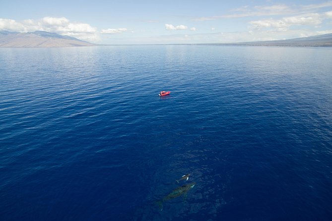 Maui Whale-Watching Tour by Raft from Kihei - Comfort, rules, and who this raft tour fits best