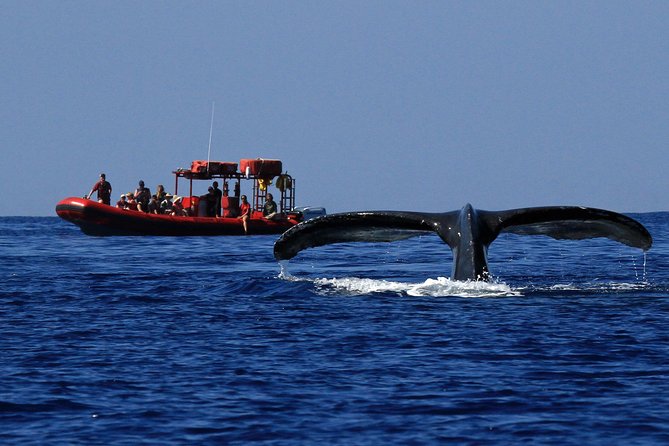Maui Whale-Watching Tour by Raft from Kihei - What the 1.5-hour experience is really like once you’re underway