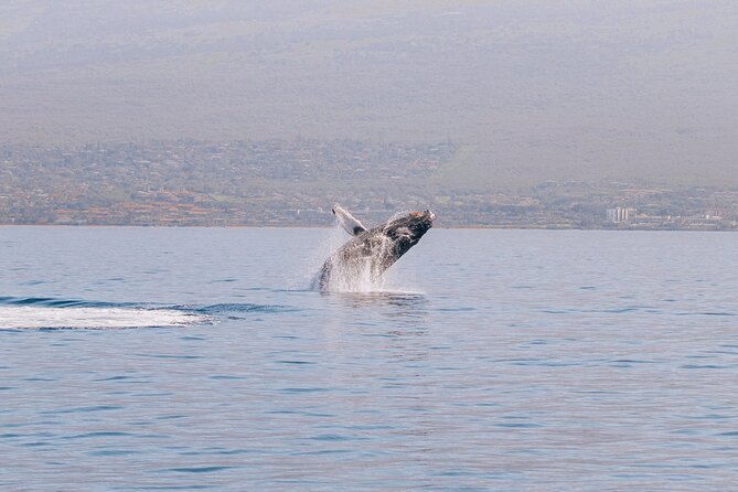 Midday Whale Watch: Mā’alaea Harbor - Key Highlights You’ll Feel On This Trip