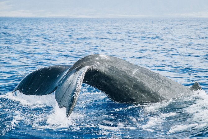 Midday Whale Watch: Mā’alaea Harbor - Mā’alaea Harbor at 1:30 pm, and Why Midday Works