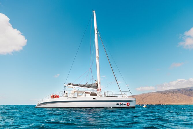 Midday Whale Watch: Mā’alaea Harbor - How to Time Your Day Around a 2-Hour Whale Watch