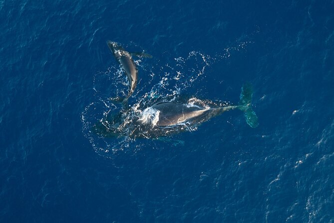 Midday Whale Watch: Mā’alaea Harbor - On Board Comfort: Snacks, Soda, and Alcohol Without the Fuss