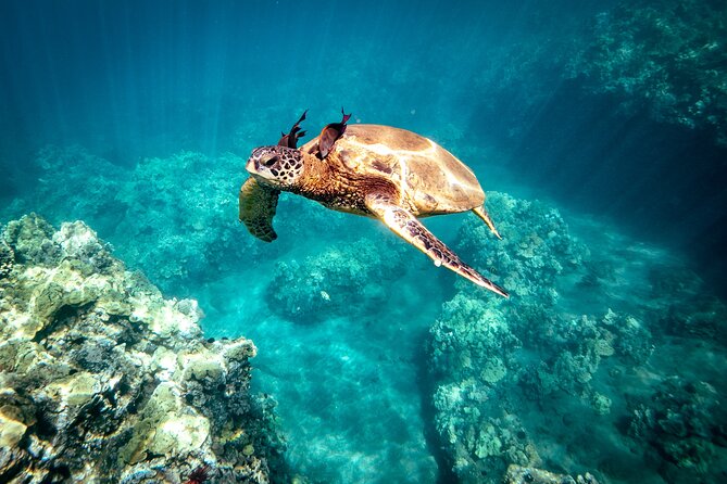 Molokini Crater Snorkel & Whale Watch Adventure (Dec 15-Mar 30) - Molokini Crater in one focused stop (no all-day slog)