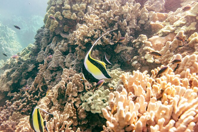 Molokini Crater Snorkel & Whale Watch Adventure (Dec 15-Mar 30) - Small-group feel: easier help, better pacing, more conversation