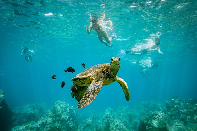 Molokini Crater Snorkel & Whale Watch Adventure (Dec 15-Mar 30) - Price and value: what $139 covers, and what you still need