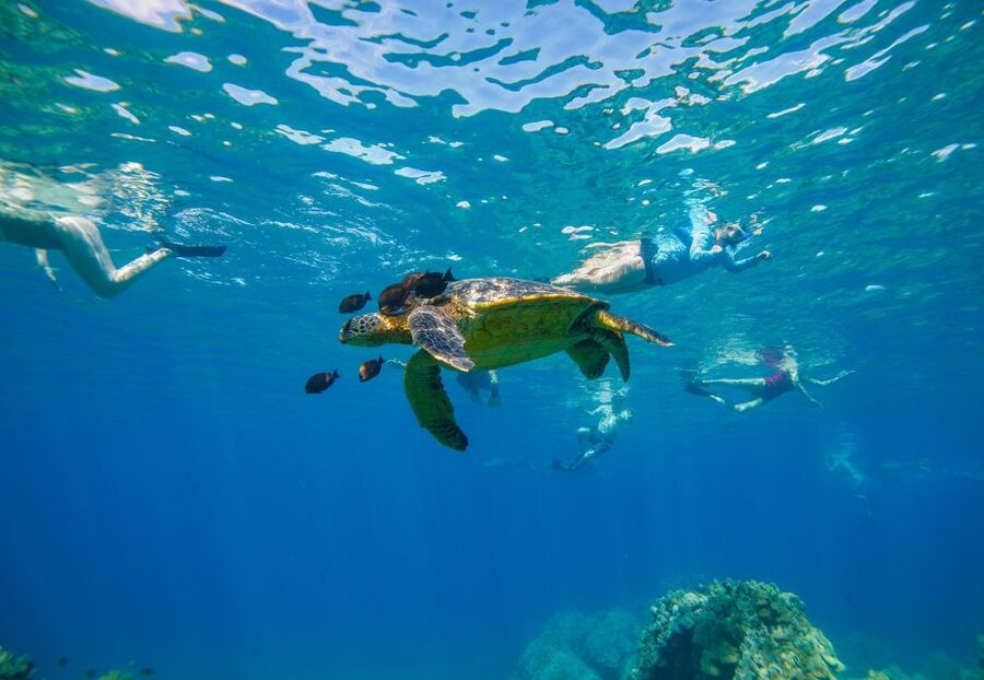 Molokini Crater Snorkel & Whale Watching (Dec 15 – Mar 30) - Key Highlights That Make This One Worth Your Time