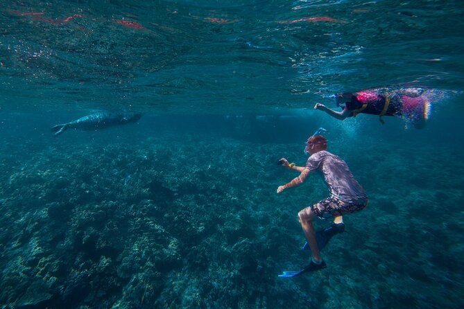 Molokini Snorkel and Performance Sail: Mā’alaea Harbor - Practical tips so your morning runs smoothly
