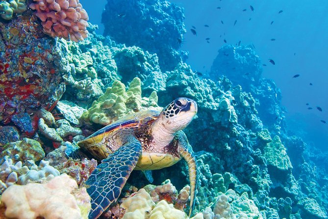 Molokini & Turtle Adventure: Small Group from Ma'alaea Harbor - Molokini Crater snorkeling: what 60 minutes gets you