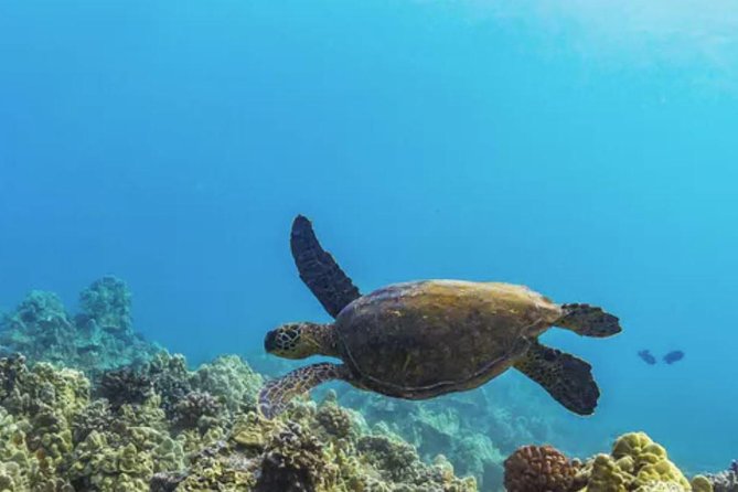 Molokini & Turtle Adventure: Small Group from Ma'alaea Harbor - Snorkel rules that affect your comfort, and what you should know ahead