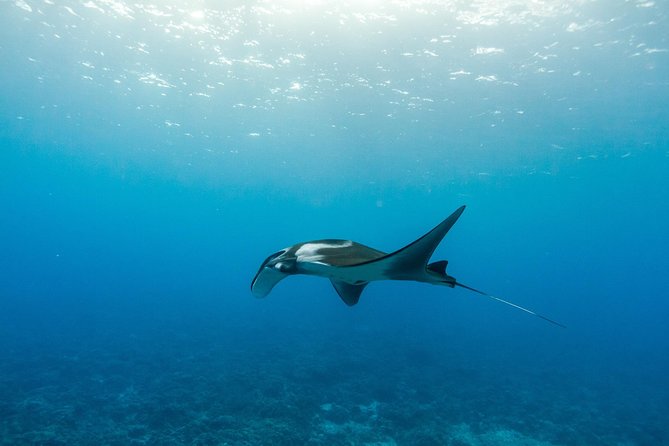 Molokini & Turtle Adventure: Small Group from Ma'alaea Harbor - Price and logistics: whether $210.10 makes sense for you