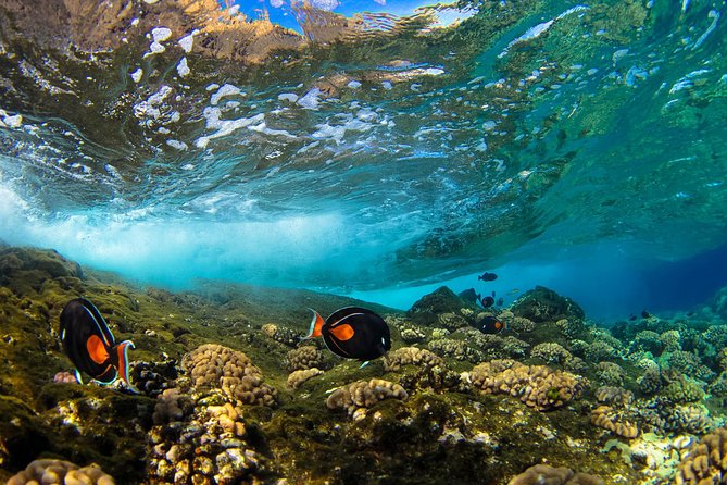 Molokini & Turtle Adventure: Small Group from Ma'alaea Harbor - Breakfast, board basics, and the crew that keeps it organized