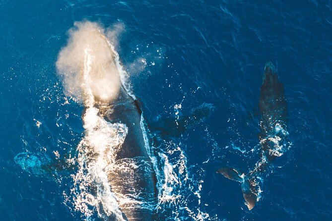 Morning Whale Watch: Lahaina Harbor - What you should budget for: the one missing cost