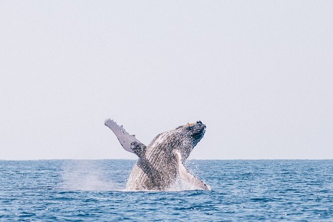 Morning Whale Watch: Lahaina Harbor - Better whale watching odds: smart choices that don’t rely on luck
