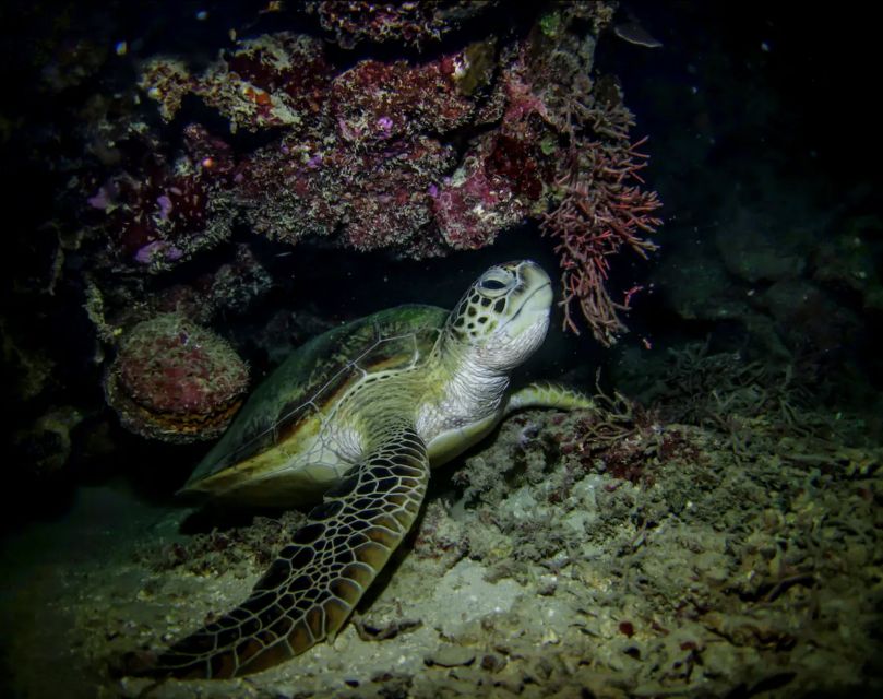 Night Time Snorkel At Turtle Town With Lights And Stars - Why Night Snorkeling at Turtle Town Feels Less Scary Than It Sounds