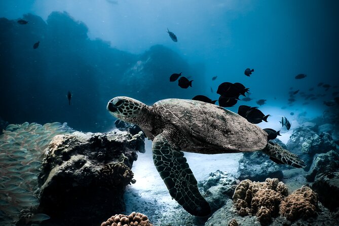 Night-Time Snorkel at TurtleTown with Stars, Lights, and Photos - Key Highlights Worth Planning For