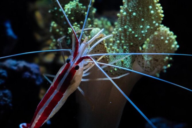 Night-Time Snorkel at TurtleTown with Stars, Lights, and Photos - Photos and Flashlights: The Memory Part You Should Budget For