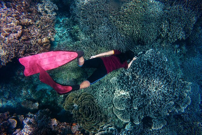 Night-Time Snorkel at TurtleTown with Stars, Lights, and Photos - Who This TurtleTown Night Snorkel Fits Best