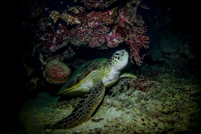 Night-Time Snorkel at TurtleTown with Stars, Lights, and Photos - Price and Value: Is $119.20 Worth It?