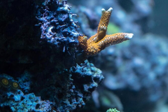 Night-Time Snorkel at TurtleTown with Stars, Lights, and Photos - Should You Book This Night-Time TurtleTown Snorkel?