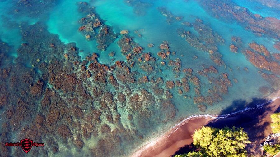 Olowalu: Guided Clear Kayak Tour - Unlimited - Wheelchair-Friendly Setup and Family Details, Plus One Comfort Caution