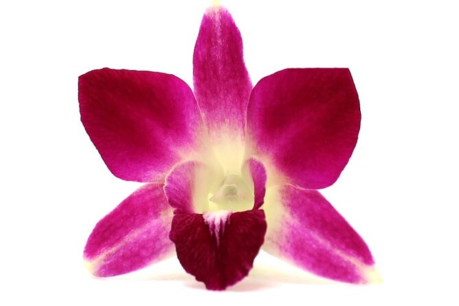 Orchid Airport Lei Greeting (Maui, Kahului Airport, OGG) - Where to meet your greeter (and how not to miss them)