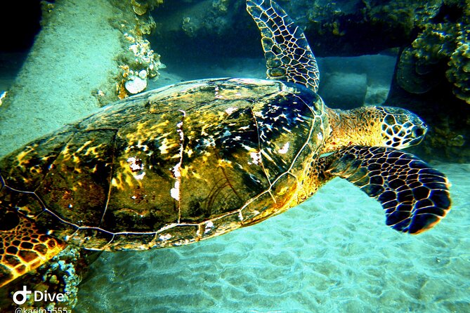 PADI Scuba Lesson and Shore Dive in Maui - Should You Book Karim’s Kahekili Scuba Lesson?