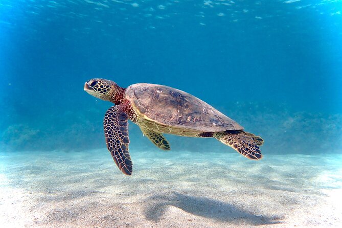 Private and Personalized Scuba Diving Adventures for All Experience Levels - Key things to know before you go