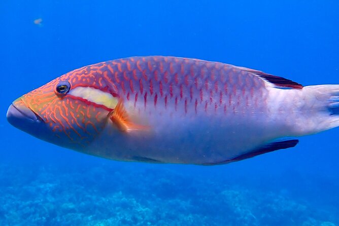 Private and Personalized Scuba Diving Adventures for All Experience Levels - Snorkel first, or go for scuba when you are ready
