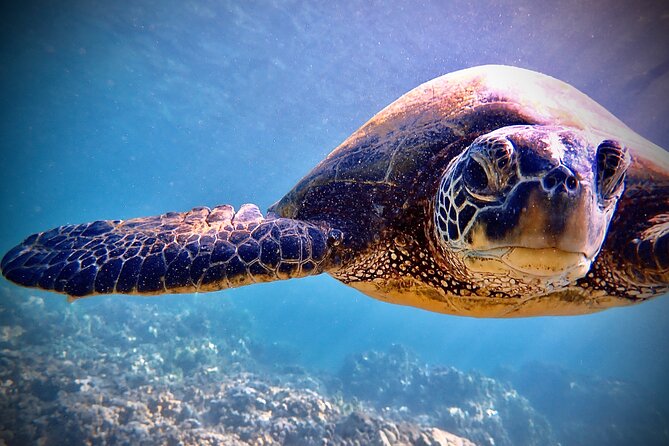 Private and Personalized Scuba Diving Adventures for All Experience Levels - What you can expect to see under the water