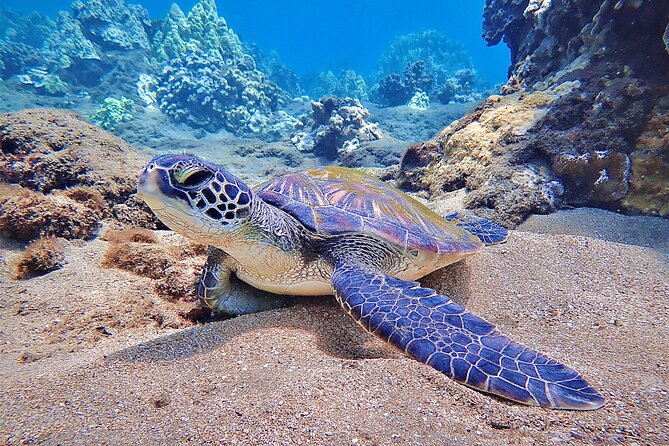 Private and Personalized Scuba Diving Adventures for All Experience Levels - Price and value for a 3-hour private experience