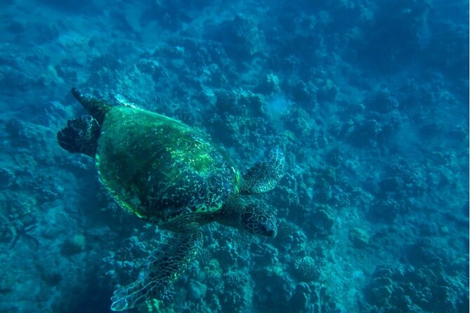 Private Beginner Paddleboard Lesson with Snorkel in Turtle Town - How the snorkel session works when you are holding the board
