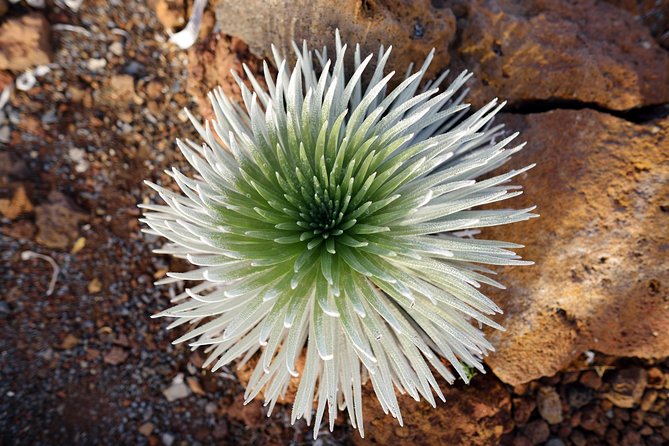 Private Haleakala Summit & Stroll from Kahului - Why private guides change the Haleakalā experience