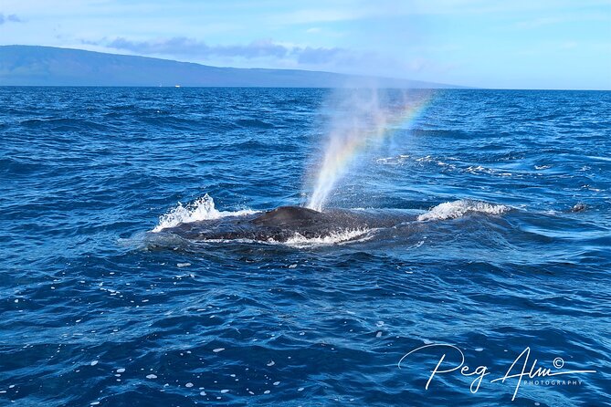 Private Paddleboard (SUP) Whale Watch: All Skill Levels Welcome - Stop by stop: what each moment is for