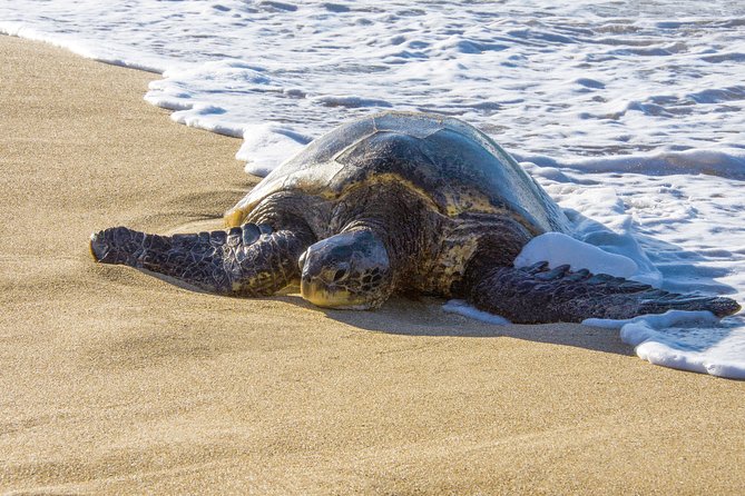 Private Shore Excursion: Best Highlights of Maui - Going at Your Pace: What Flexibility Looks Like in Real Life